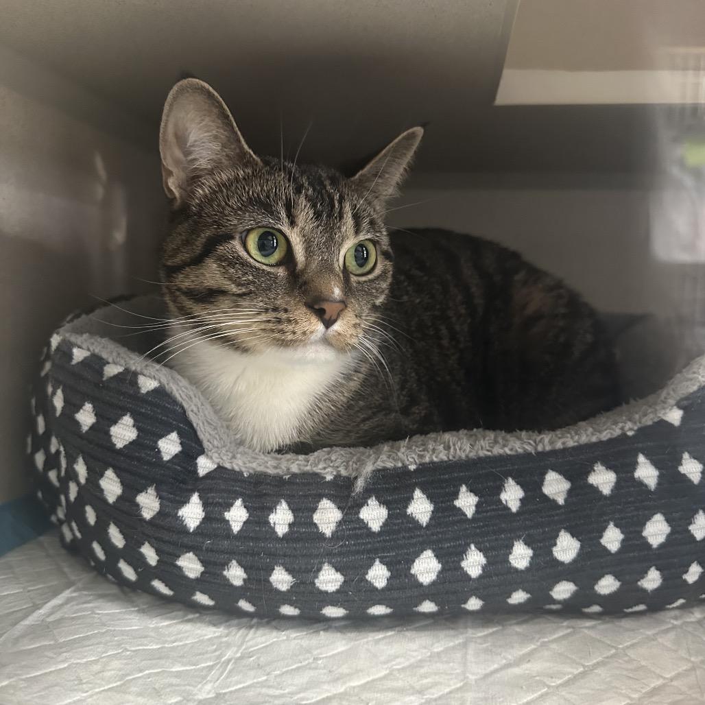 Belle 2 — thumbnail 3