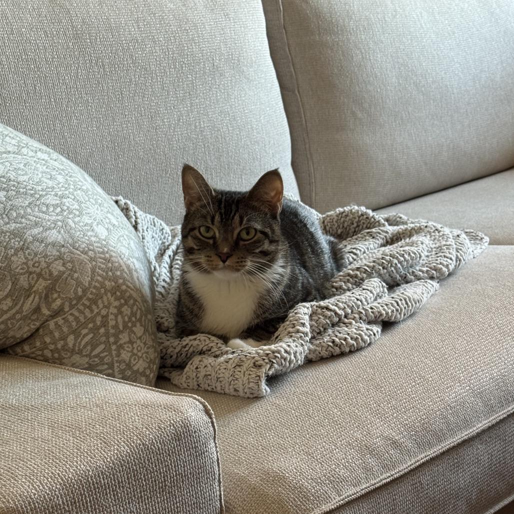 Belle 2 — thumbnail 5