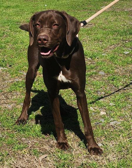 Enlarge 260155  Dexter, a Adopted German Shorthaired Pointer in Wetumpka, AL image 1/3