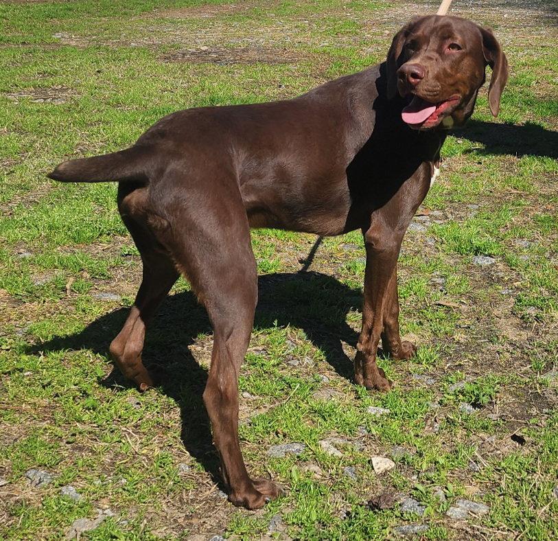 Enlarge 260155  Dexter, a Adopted German Shorthaired Pointer in Wetumpka, AL image 2/3