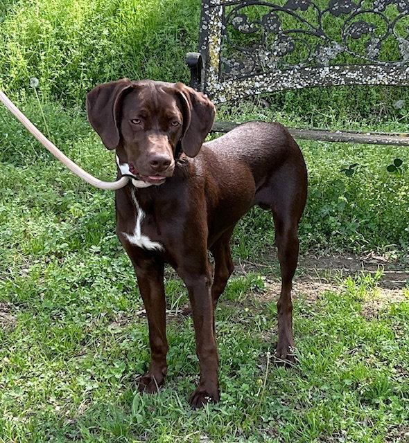 Enlarge 260155  Dexter, a Adopted German Shorthaired Pointer in Wetumpka, AL image 3/3