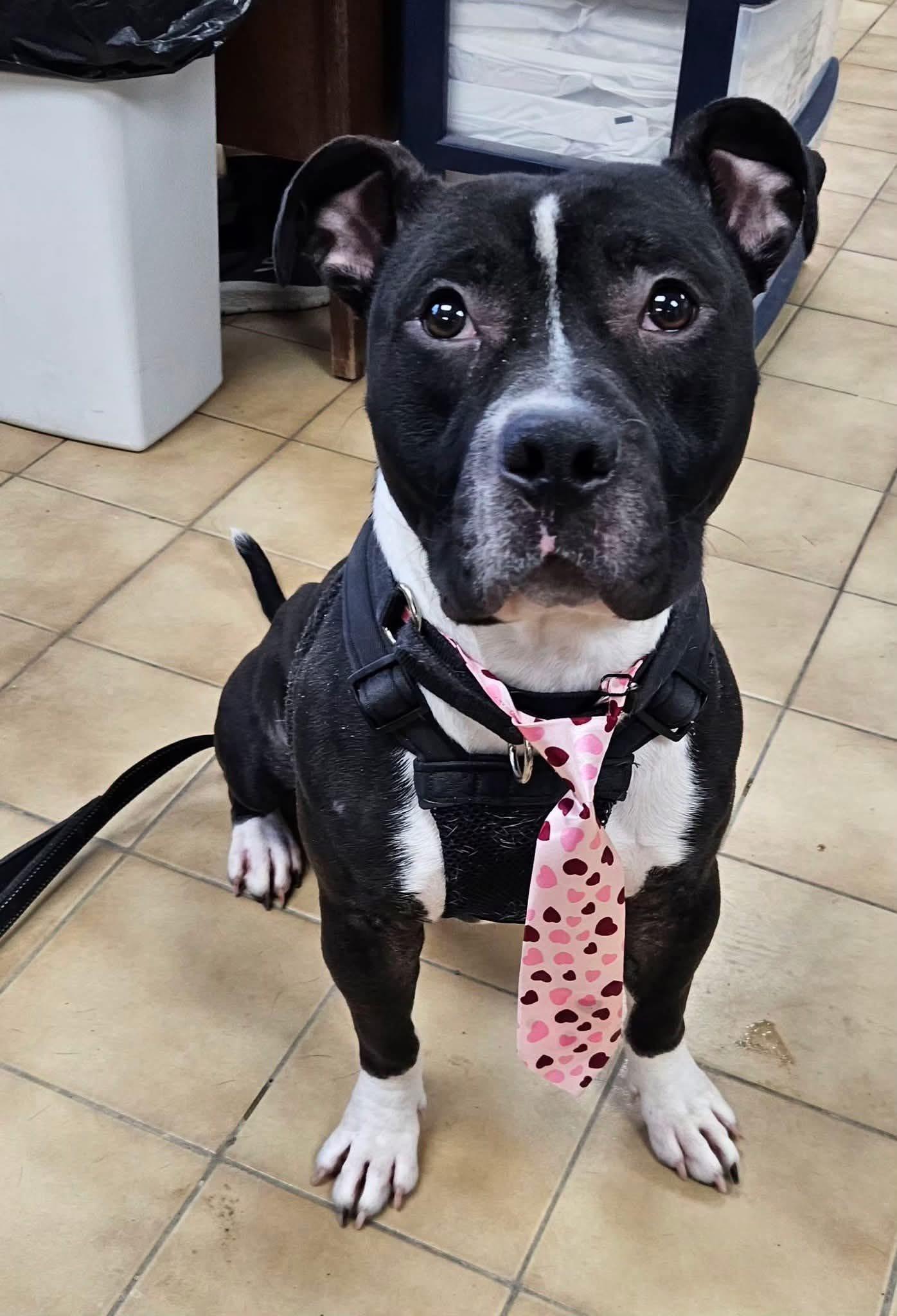 Enlarge Archer Lawrence, a ADOPTABLE mixed breed in Pittsburgh, PA image 3/3