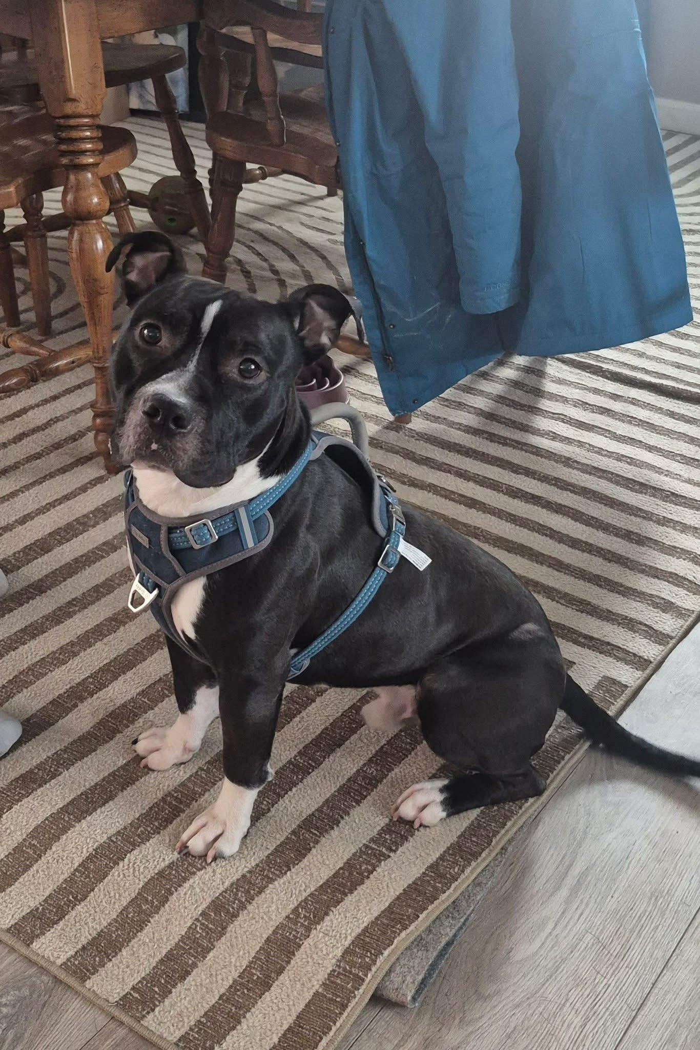 Archer Lawrence, ADOPTABLE, Young Male Pit Bull Terrier.