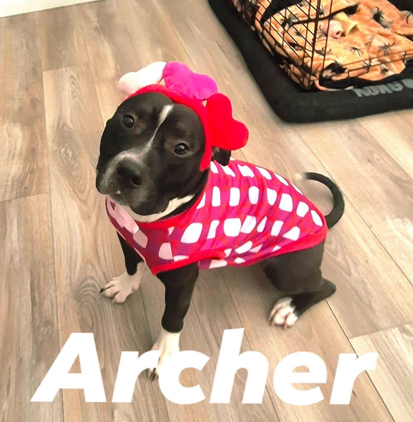 Enlarge Archer Lawrence, a ADOPTABLE mixed breed in Pittsburgh, PA image 2/3