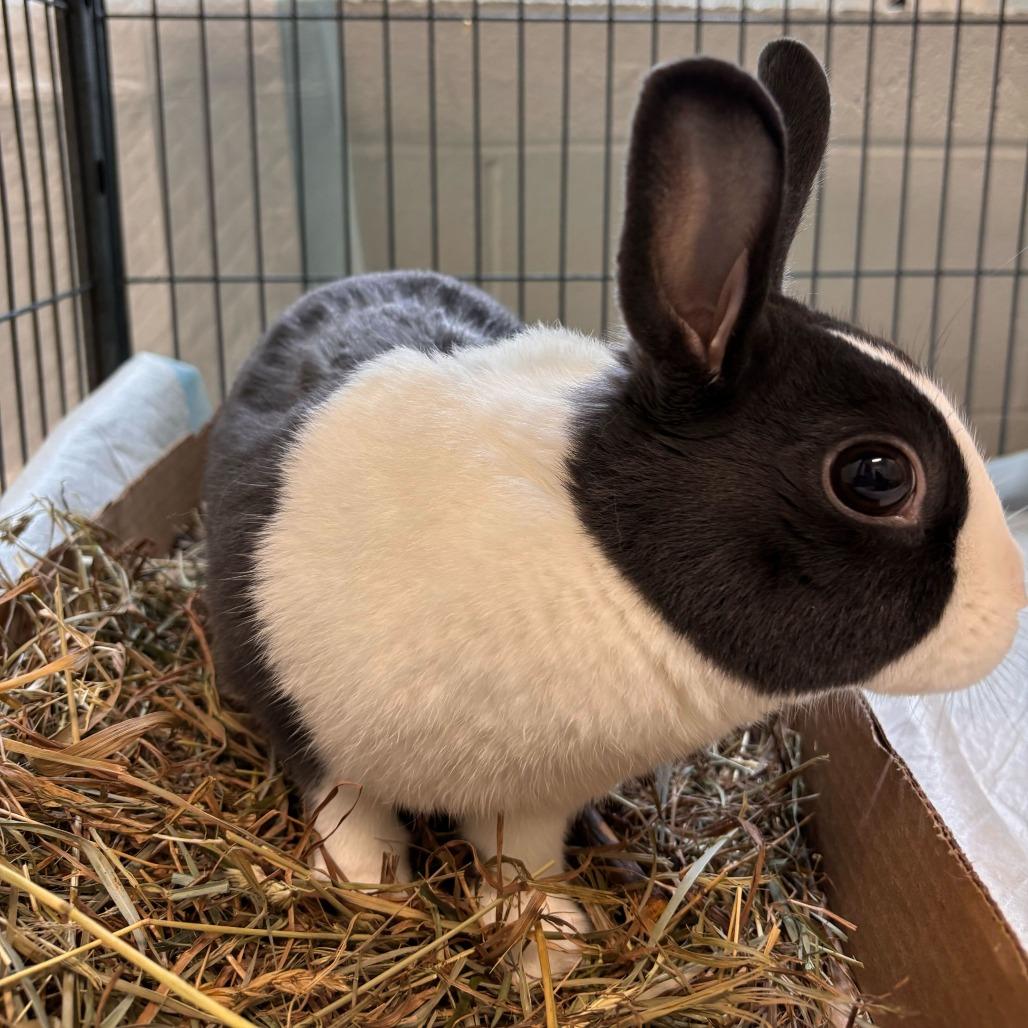 Daisy, Adoptable, Adult Female Dutch & Rex.