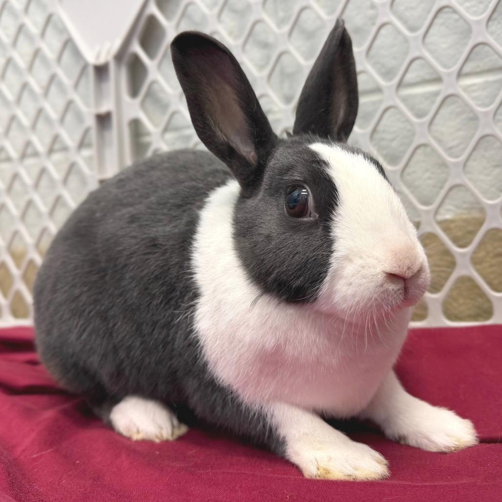 Enlarge Daisy, a Adoptable mixed breed in Marshall, VA image 2/6