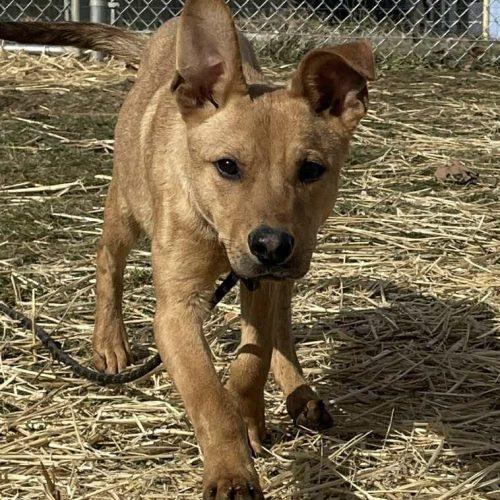 Enlarge Samson, a Adoptable mixed breed in Georgetown, KY image 2/6