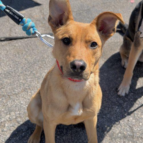 Enlarge Samson, a Adoptable mixed breed in Georgetown, KY image 3/6