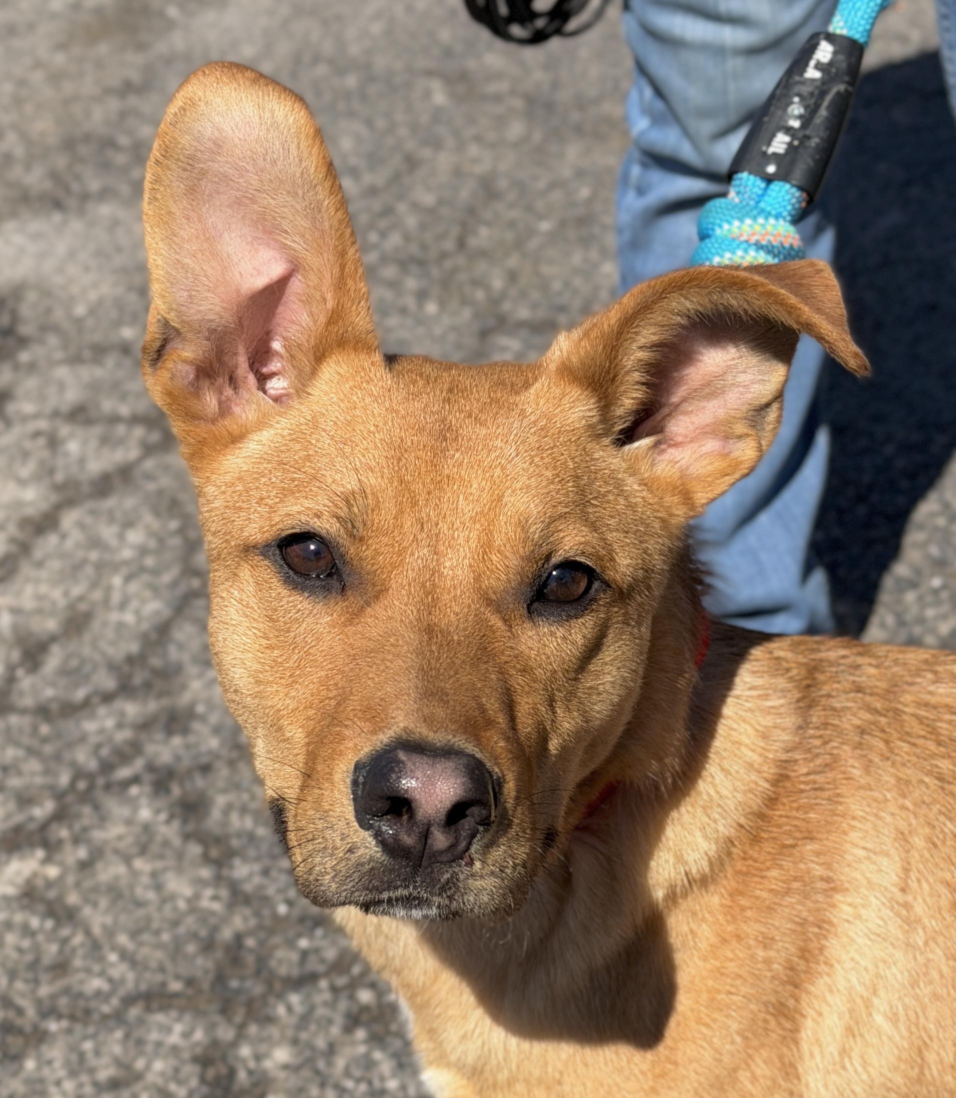 Enlarge Samson, a Adoptable mixed breed in Georgetown, KY image 5/6