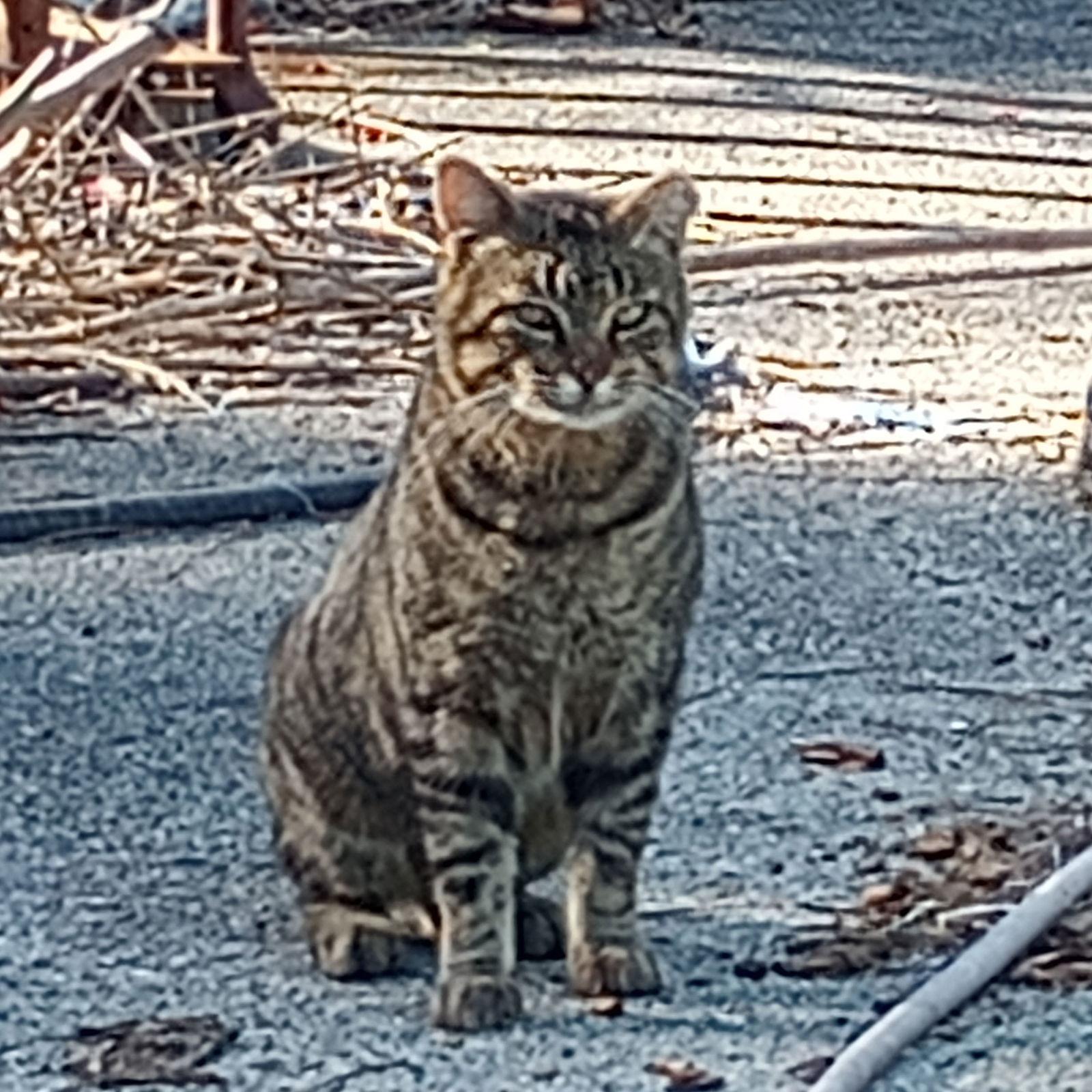 Enlarge June, a Adoptable Domestic Short Hair in Naples, FL image 1/1