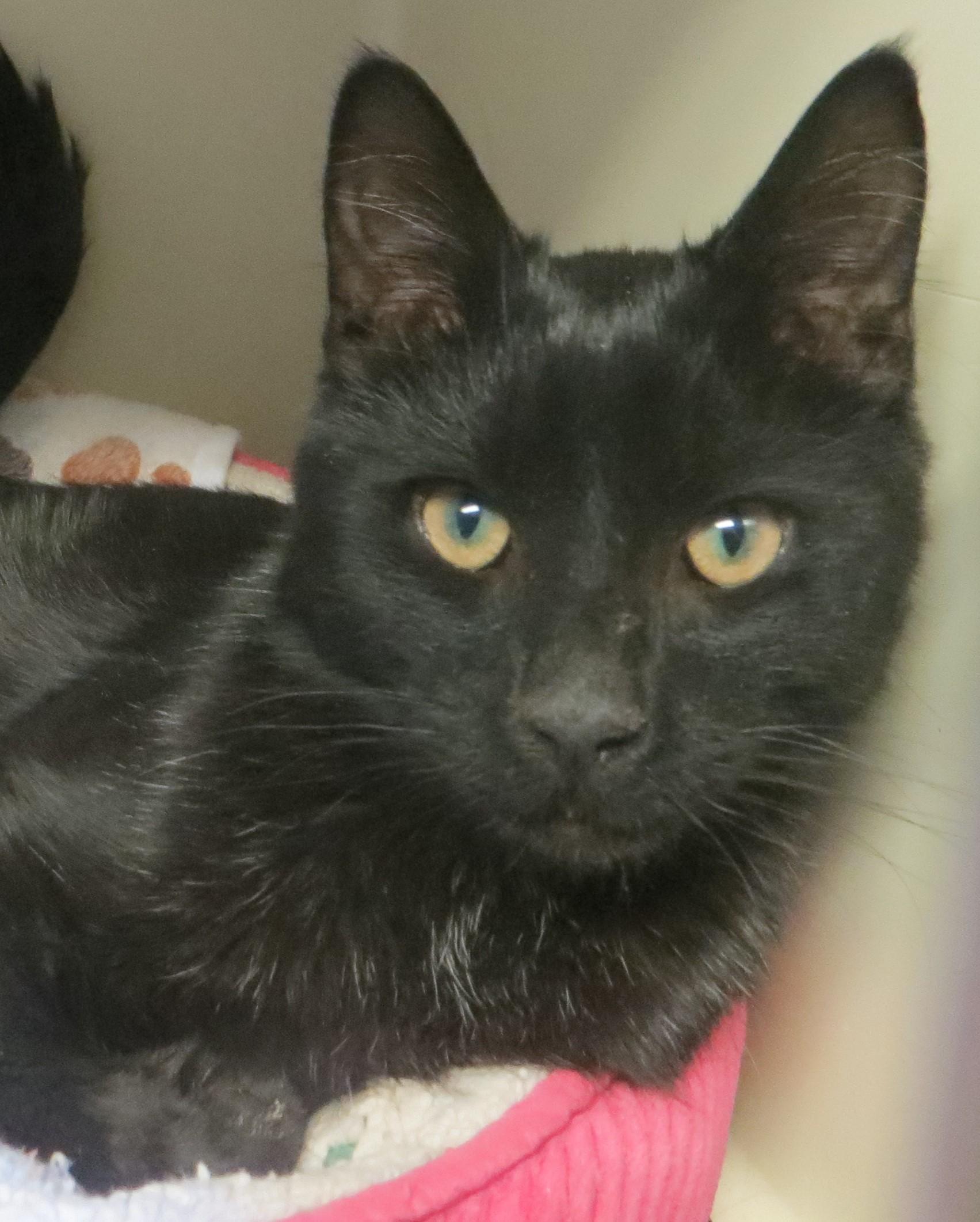 Enlarge Benny, an adopted Domestic Short Hair in Brockton, MA image 2/2