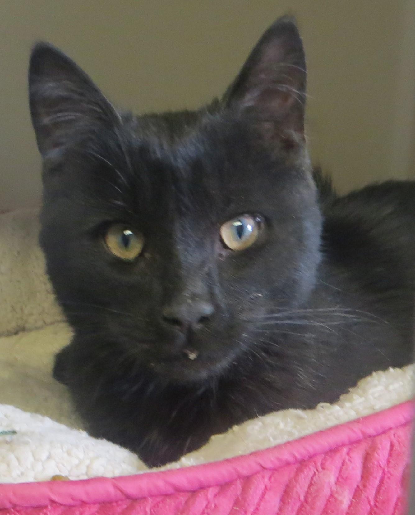 Enlarge Benny, an adopted Domestic Short Hair in Brockton, MA image 1/2