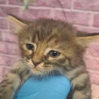 Betty Boop, Adoptable, Kitten Female Domestic Short Hair & Domestic Short Hair.