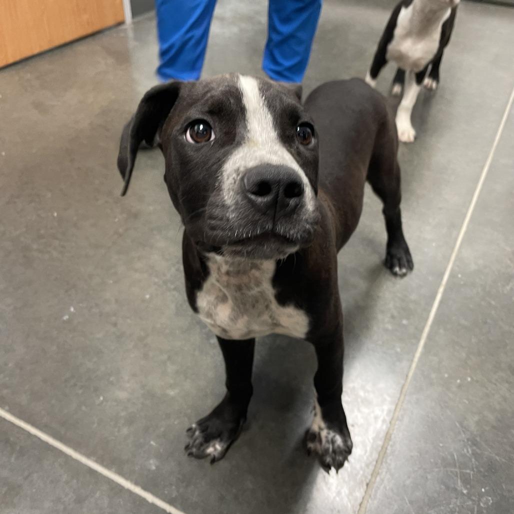 Bug, Adoptable, Young Male Pit Bull Terrier & Mixed Breed.