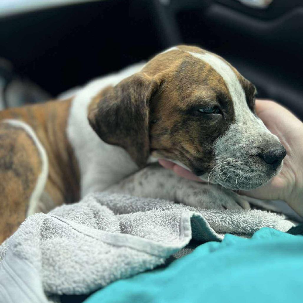 Enlarge Potato, a Adoptable mixed breed in Eufaula, AL image 1/1