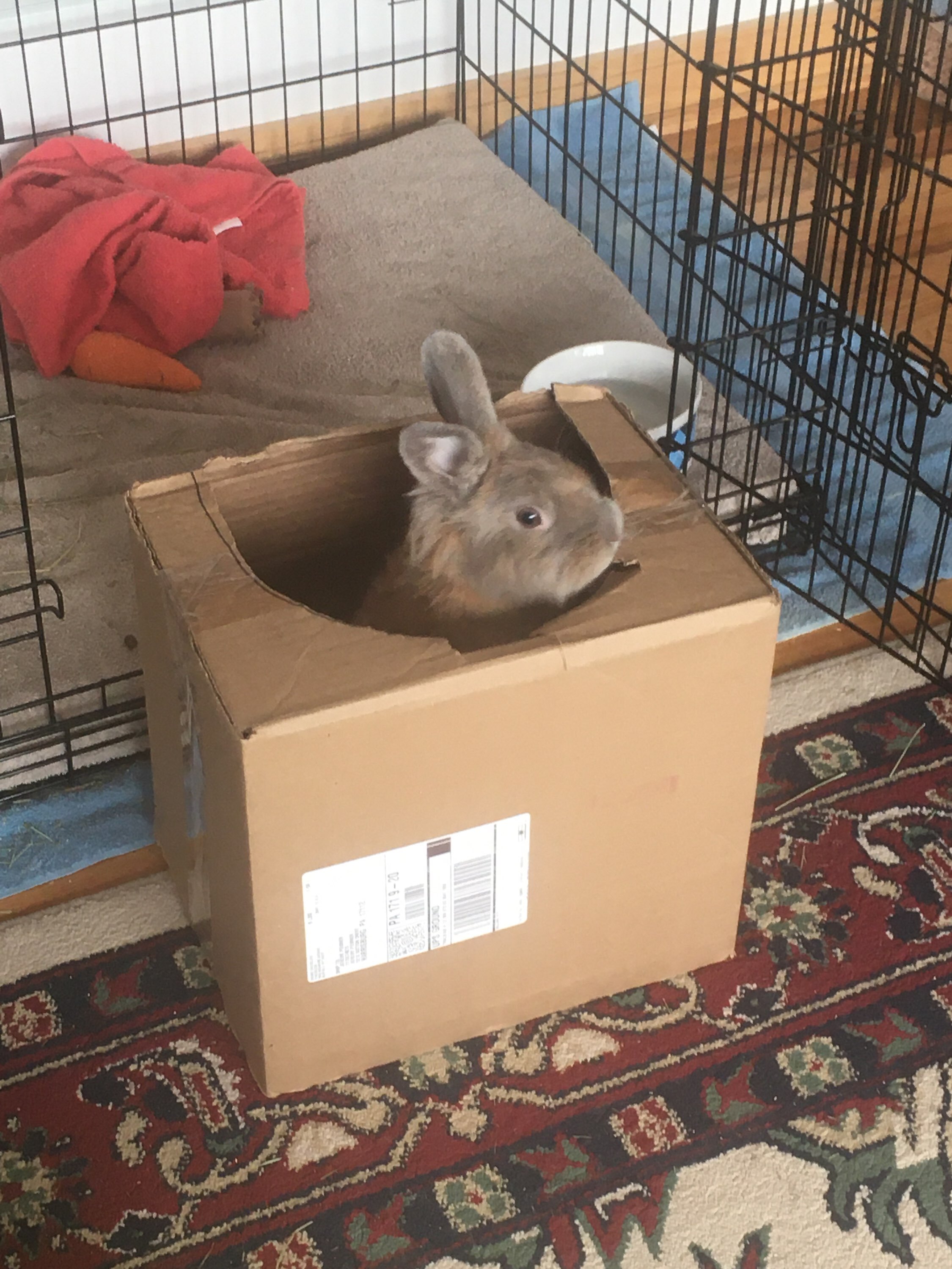Forever in Our Care: Mochi