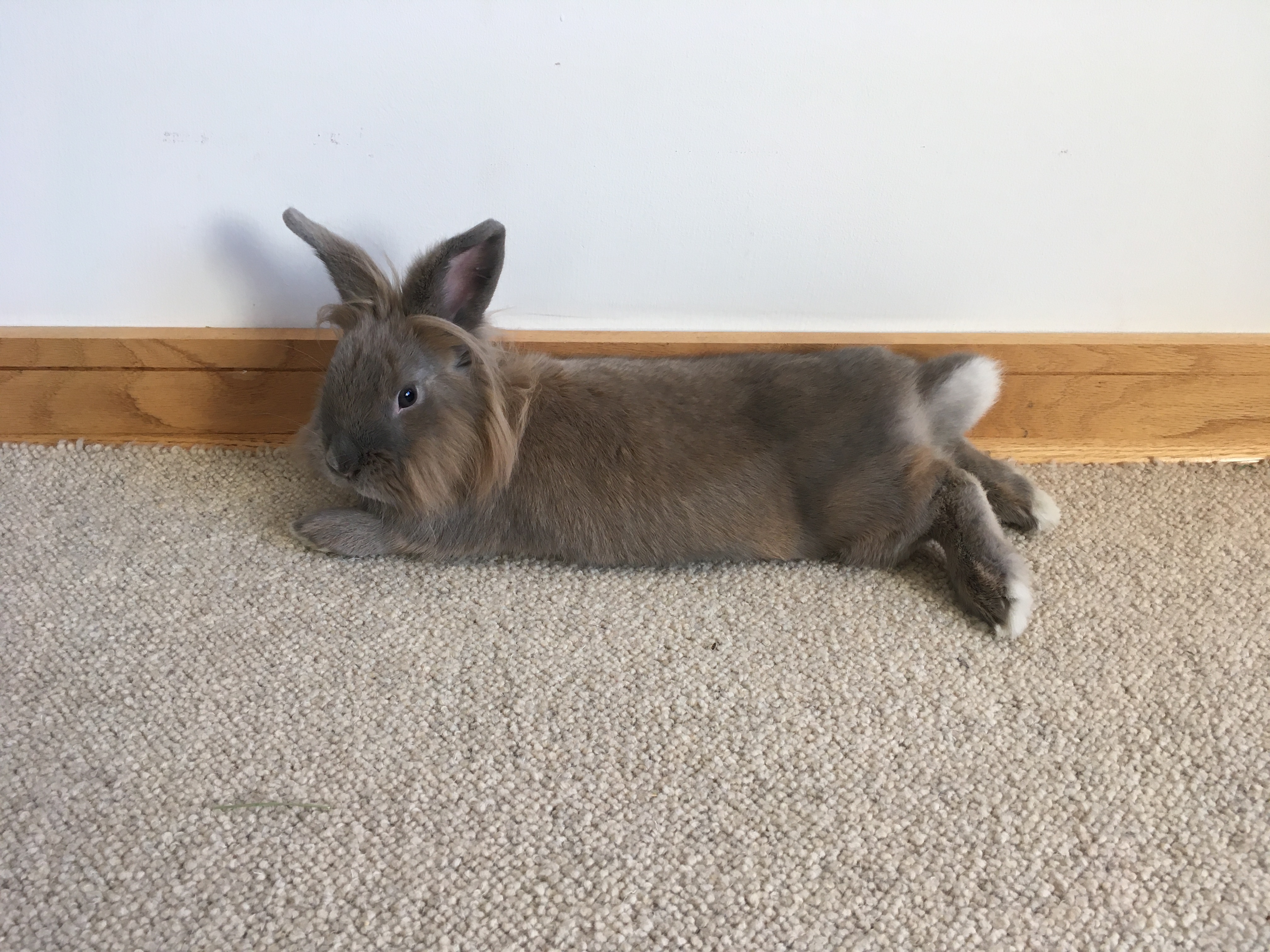 Forever in Our Care: Mochi photo 2