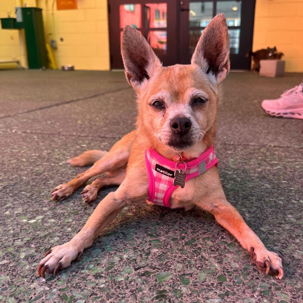 Grand Prix 13885, Adoptable, Senior Female Chihuahua.