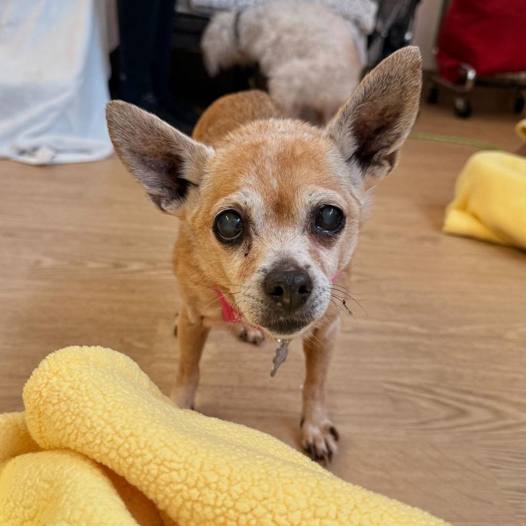 Enlarge Grand Prix 13885, a Adoptable Chihuahua in San Francisco, CA image 2/6