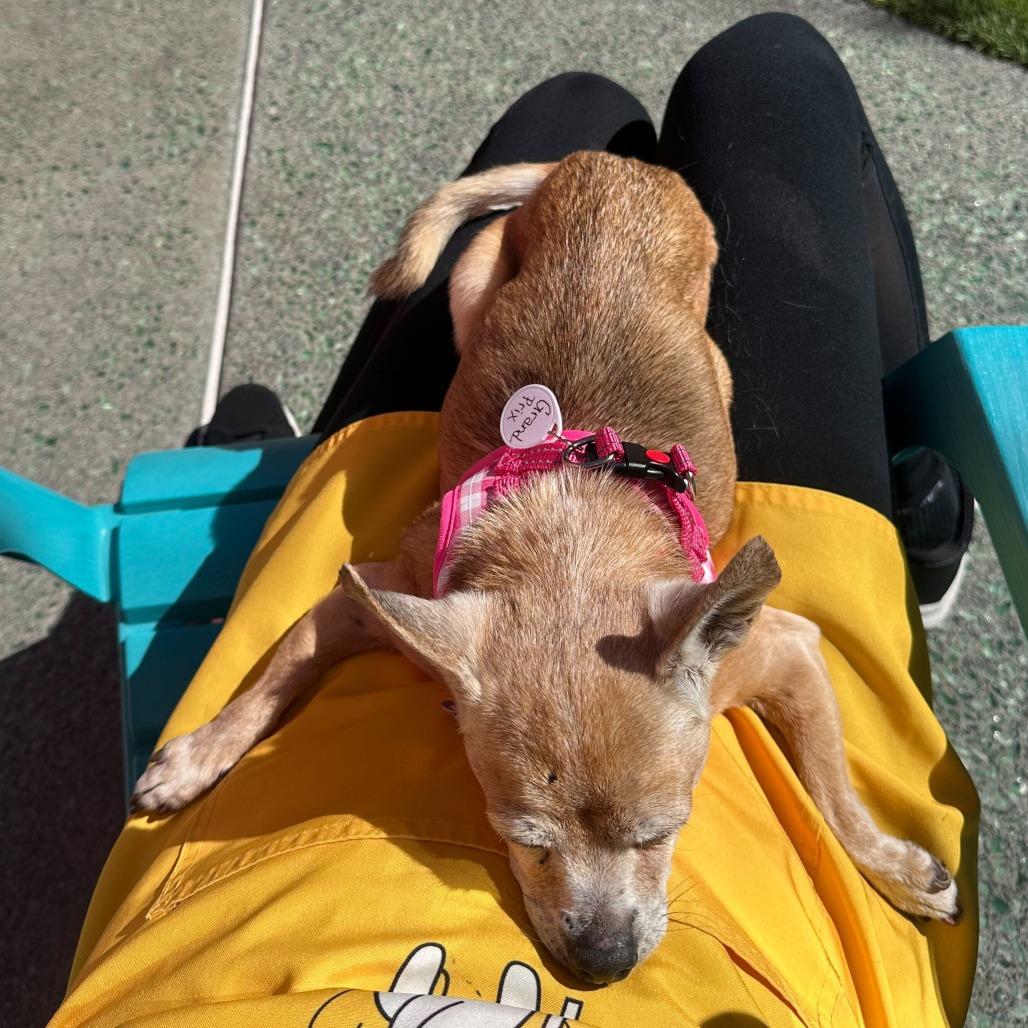 Enlarge Grand Prix 13885, a Adoptable Chihuahua in San Francisco, CA image 3/6