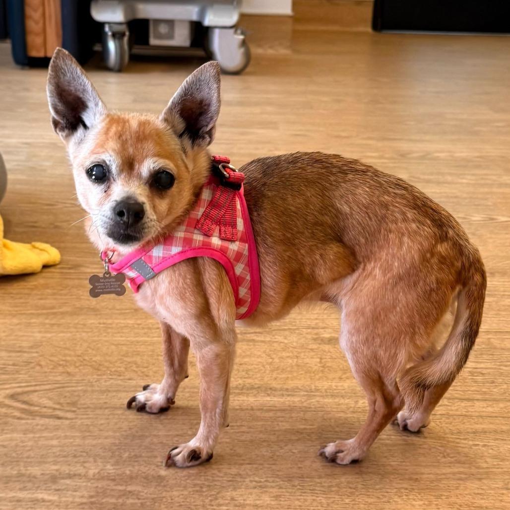 Enlarge Grand Prix 13885, a Adoptable Chihuahua in San Francisco, CA image 4/6