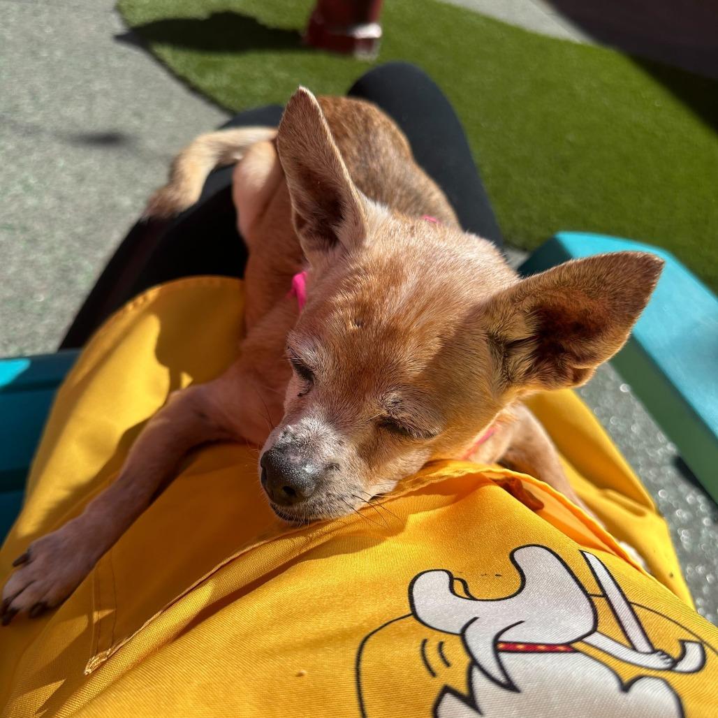 Enlarge Grand Prix 13885, a Adoptable Chihuahua in San Francisco, CA image 5/6