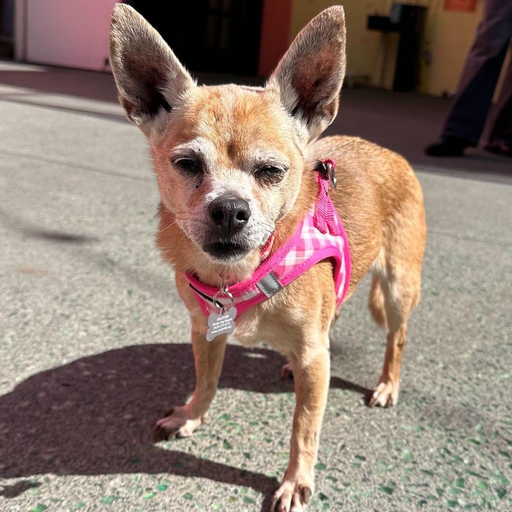 Enlarge Grand Prix 13885, a Adoptable Chihuahua in San Francisco, CA image 6/6