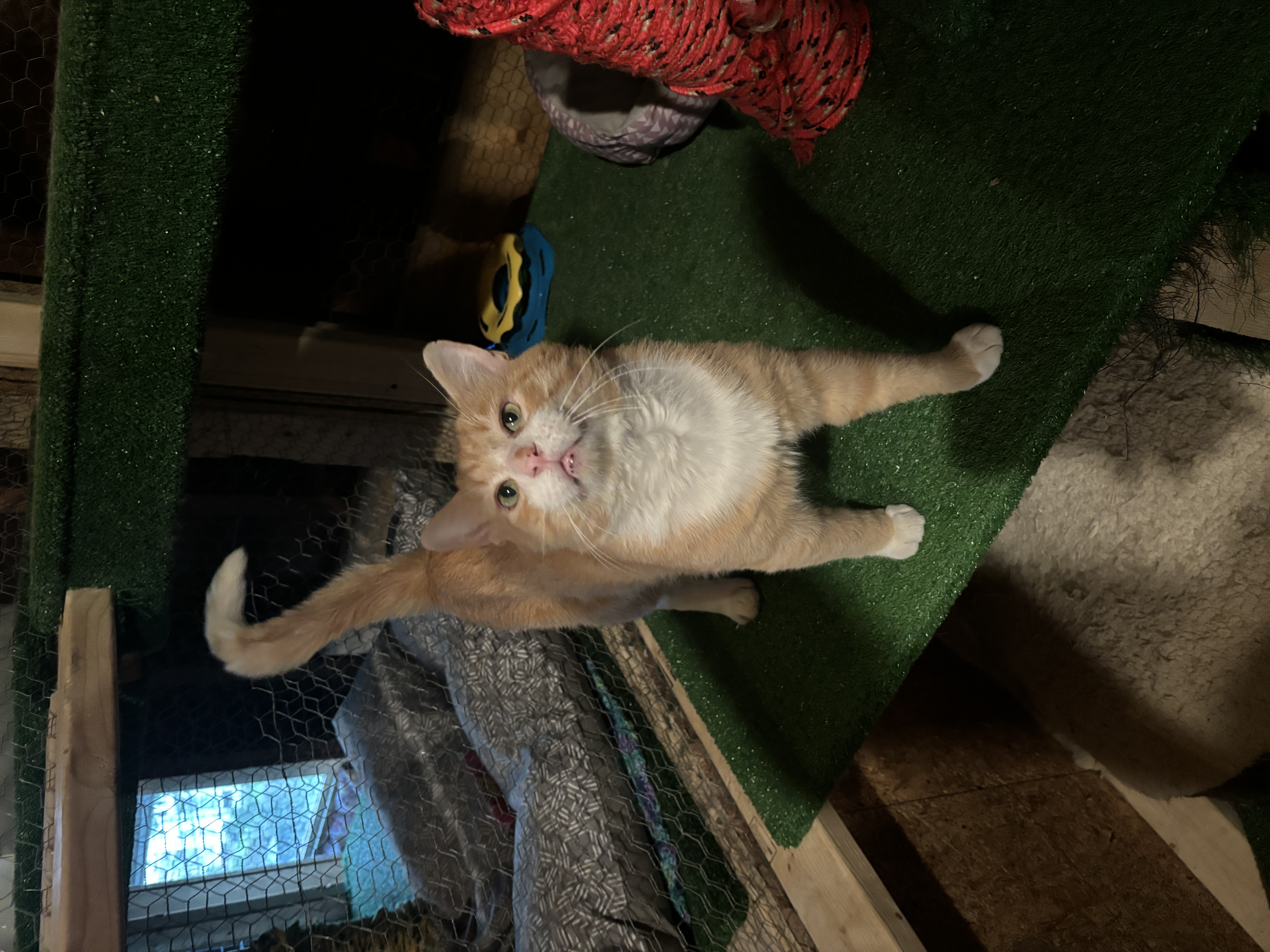 Enlarge Cheeks aka Chubby Cheeks, a Adopted American Shorthair in Skaneateles, NY image 2/5