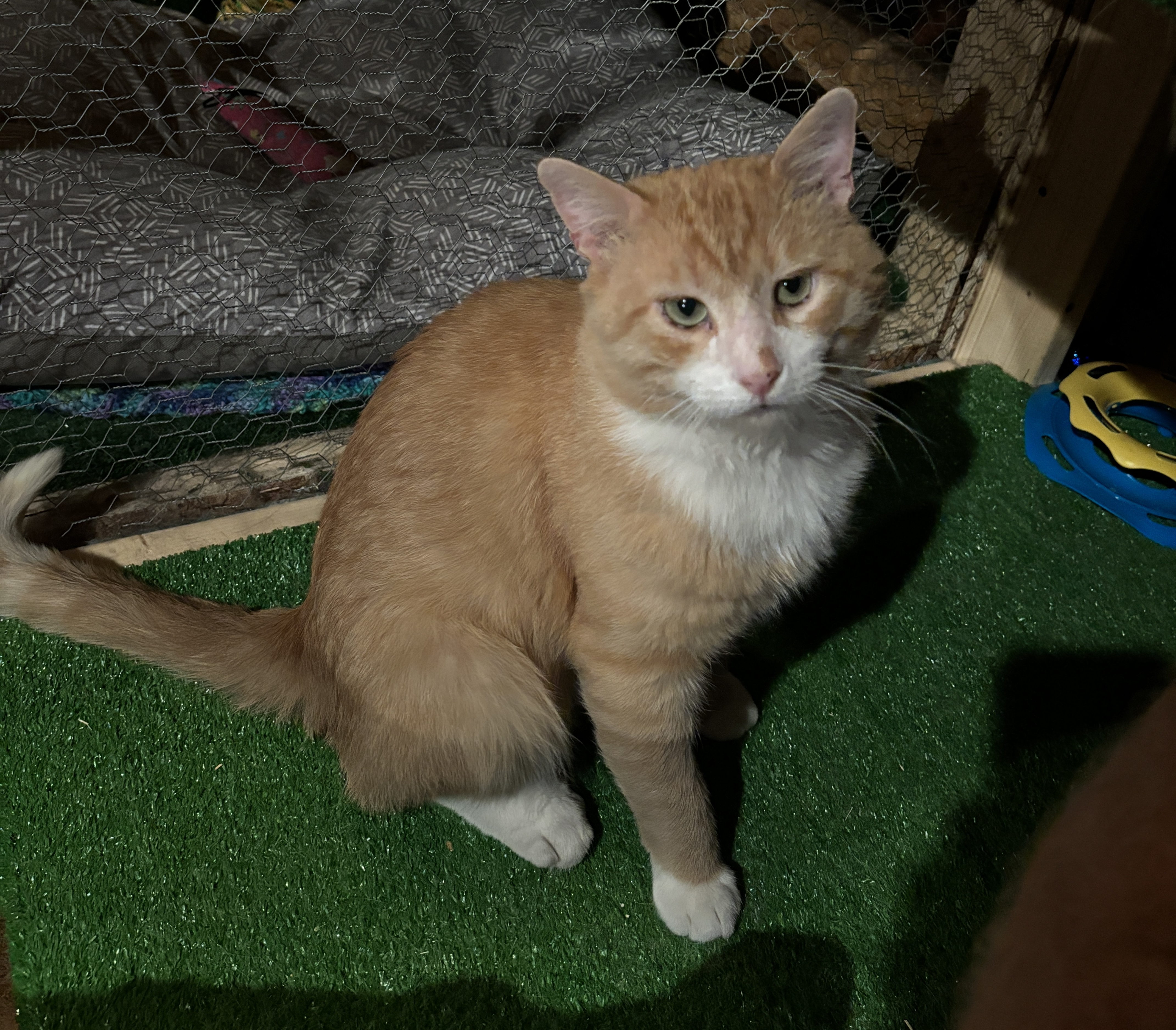 Enlarge Cheeks aka Chubby Cheeks, a Adopted American Shorthair in Skaneateles, NY image 3/5