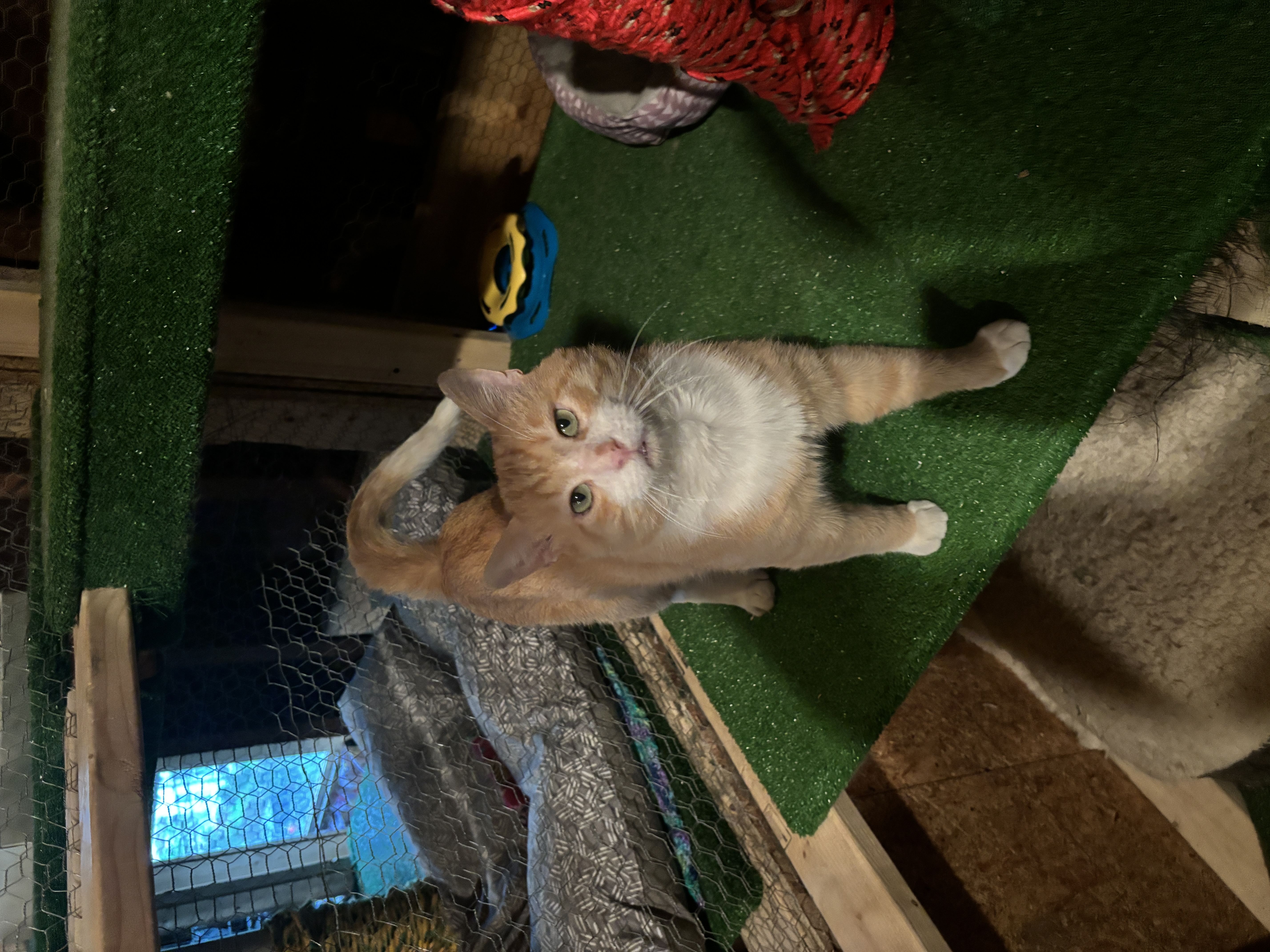 Enlarge Cheeks aka Chubby Cheeks, a Adopted American Shorthair in Skaneateles, NY image 4/5