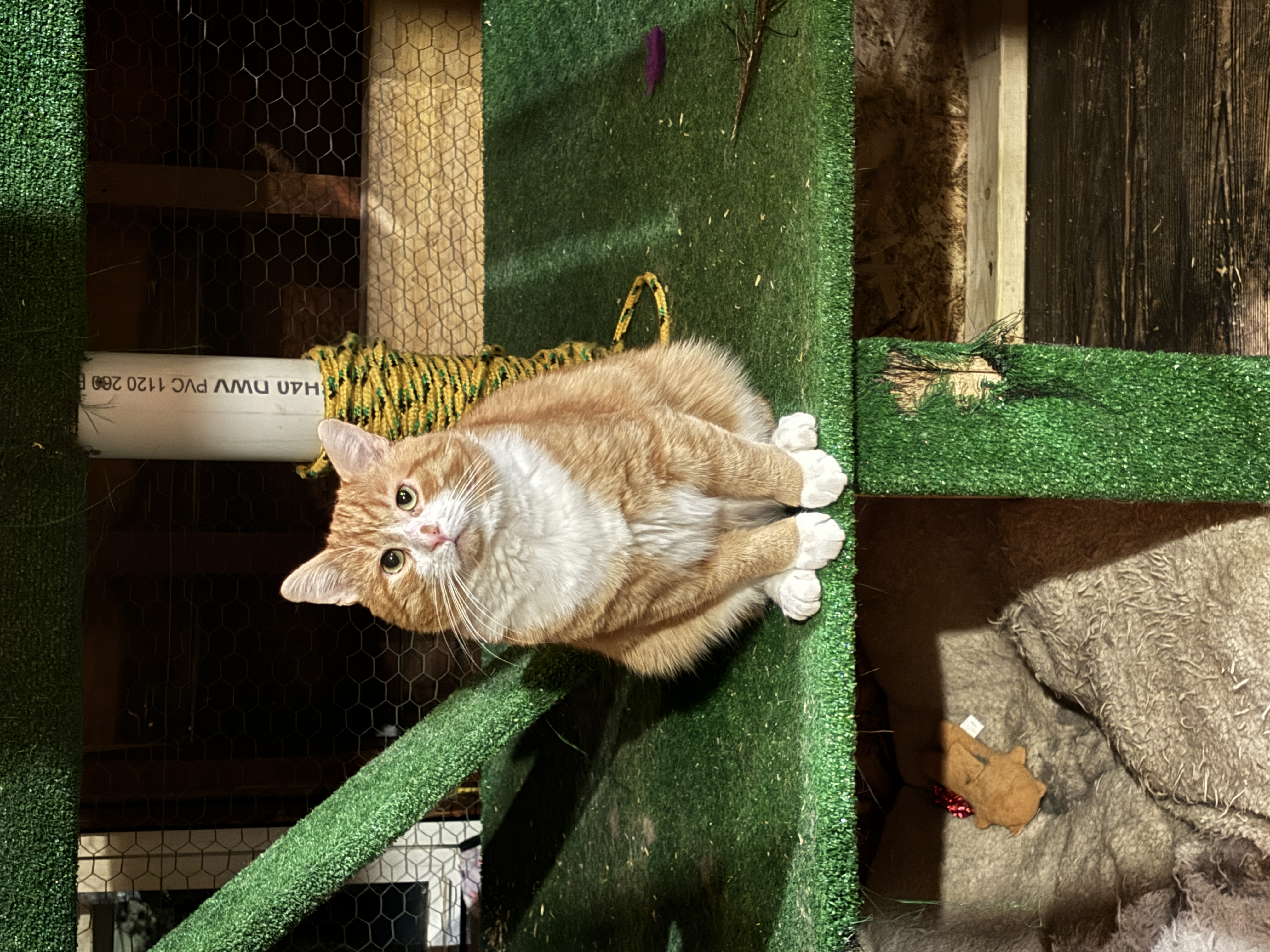 Cheeks aka Chubby Cheeks, Adopted, Adult Male American Shorthair.