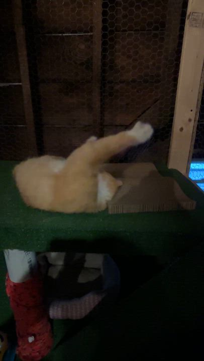 Enlarge Cheeks aka Chubby Cheeks, a Adopted American Shorthair in Skaneateles, NY video 5/5