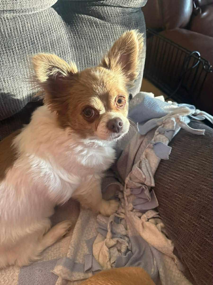 Mindy & Abby, a ADOPTABLE Chihuahua in Eugene, OR image 5/5