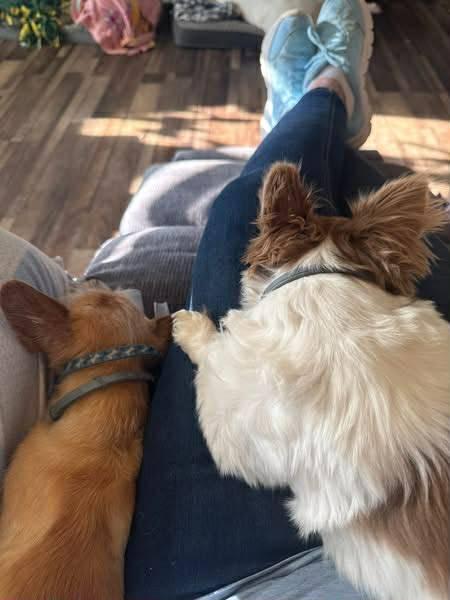 Mindy & Abby, a ADOPTABLE Chihuahua in Eugene, OR image 3/5