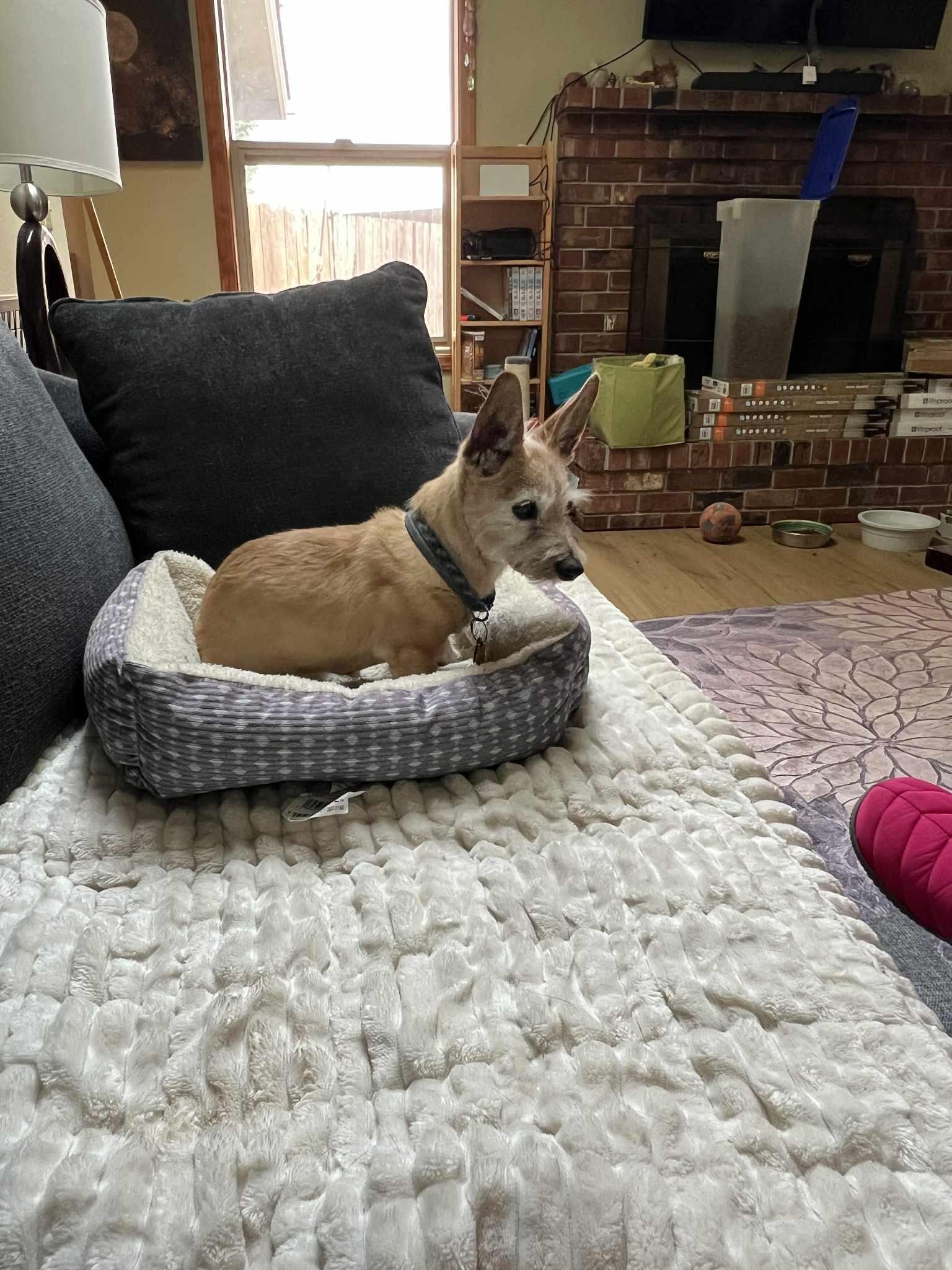 Mindy & Abby, a ADOPTABLE Chihuahua in Eugene, OR image 4/5