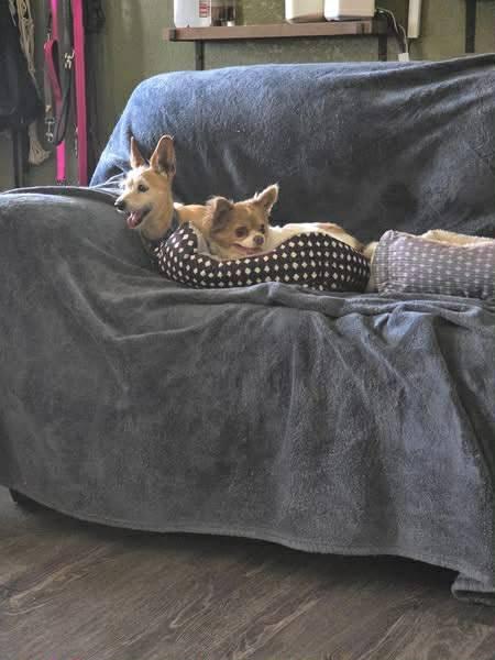 Mindy & Abby, a ADOPTABLE Chihuahua in Eugene, OR image 1/5