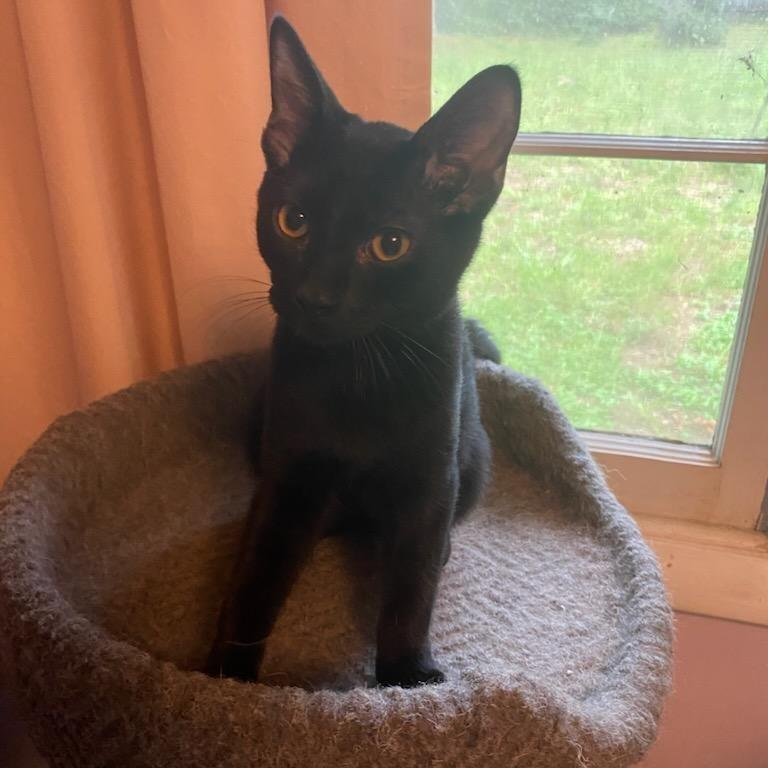 Thorton, Adoptable, Kitten Male Domestic Short Hair.