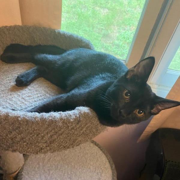 Enlarge Thorton, a Adoptable Domestic Short Hair in Tallahassee, FL image 2/2