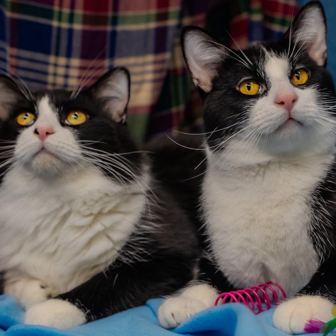 Athos & Pothos, ADOPTABLE, Adult Male Domestic Short Hair.