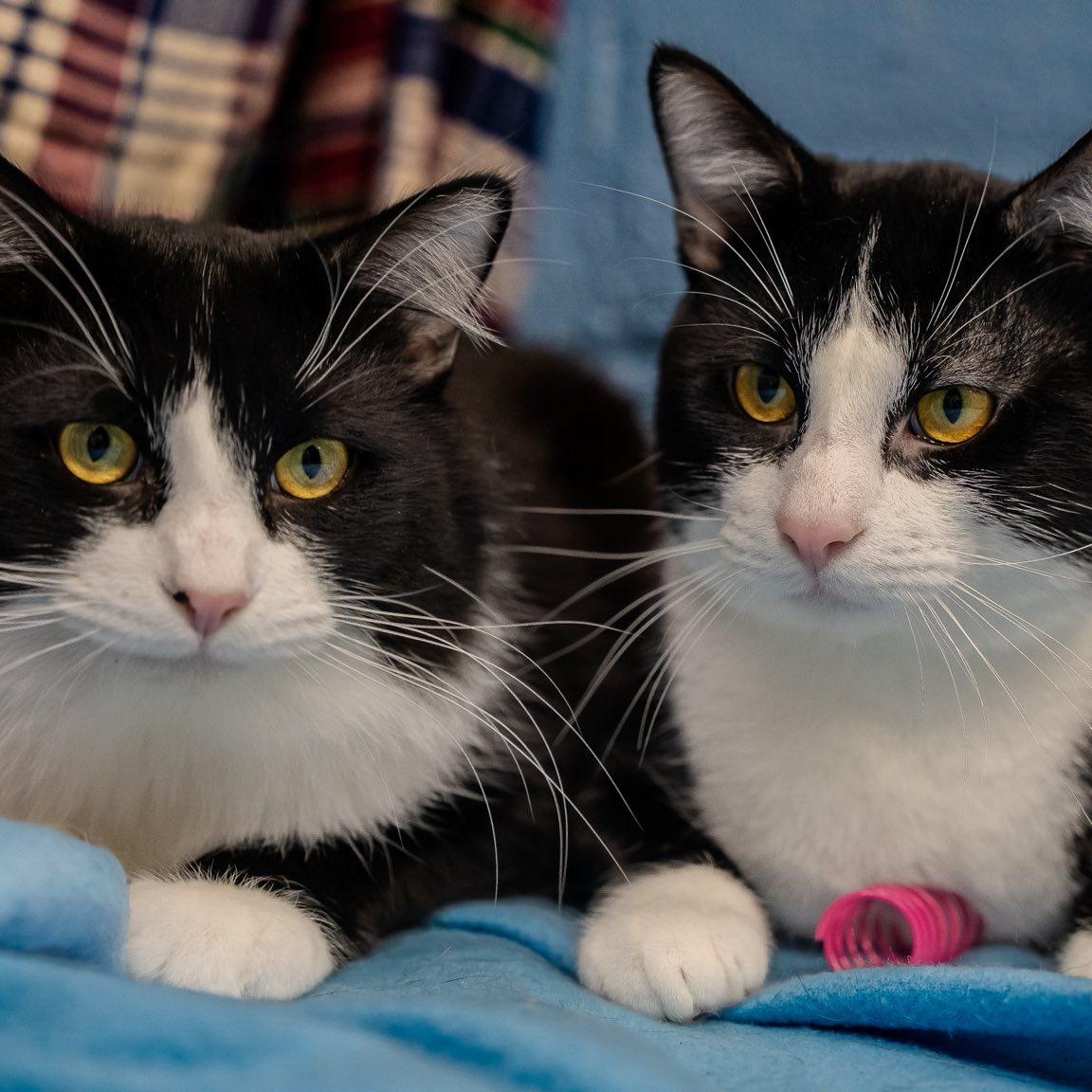 Enlarge Athos & Pothos, a ADOPTABLE Domestic Short Hair in Alexandria, IN image 3/3