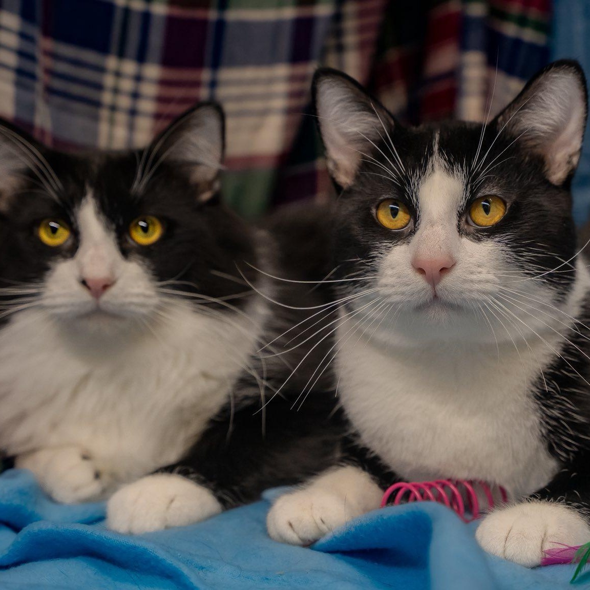 Enlarge Athos & Pothos, a ADOPTABLE Domestic Short Hair in Alexandria, IN image 2/3