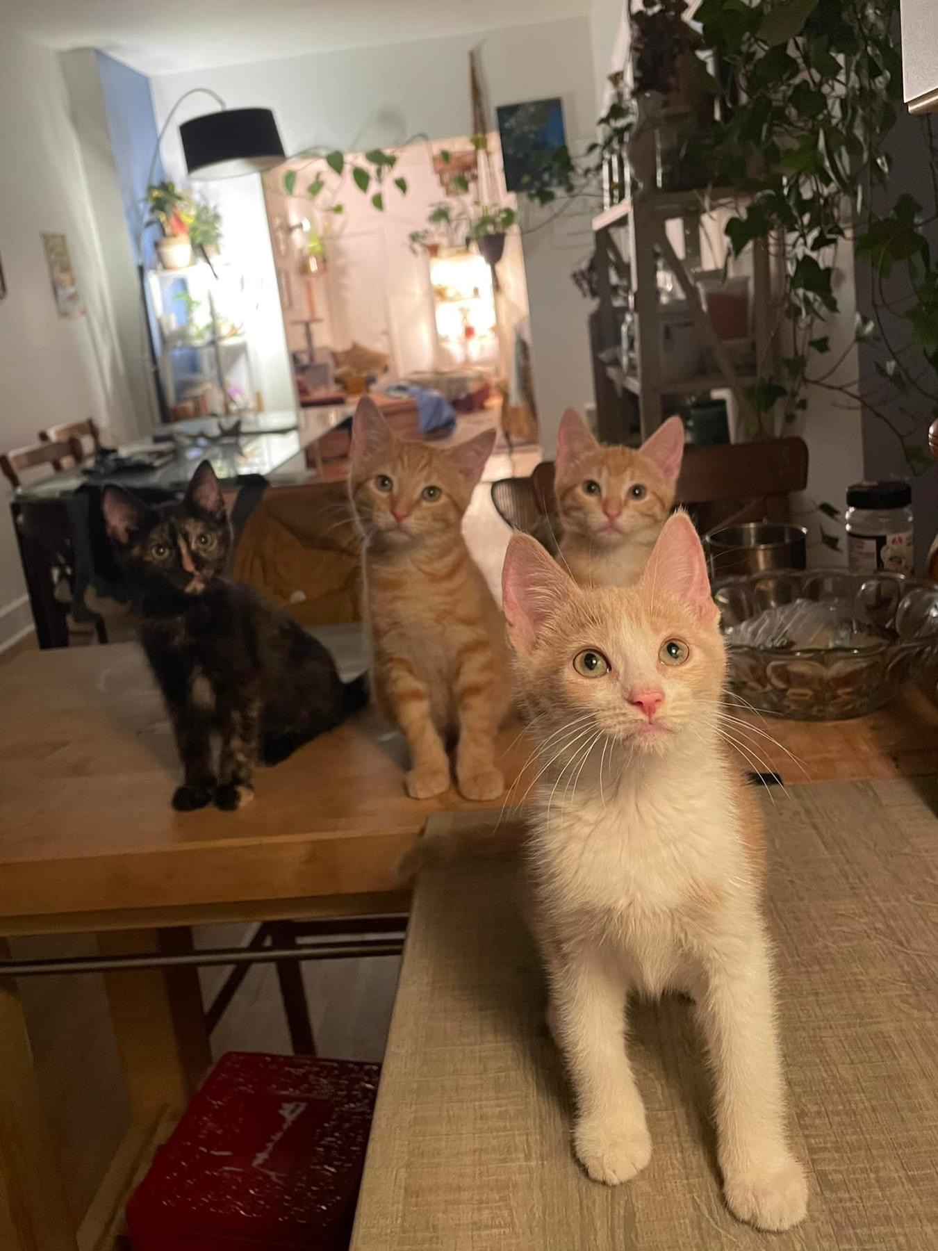 Chatons par deux