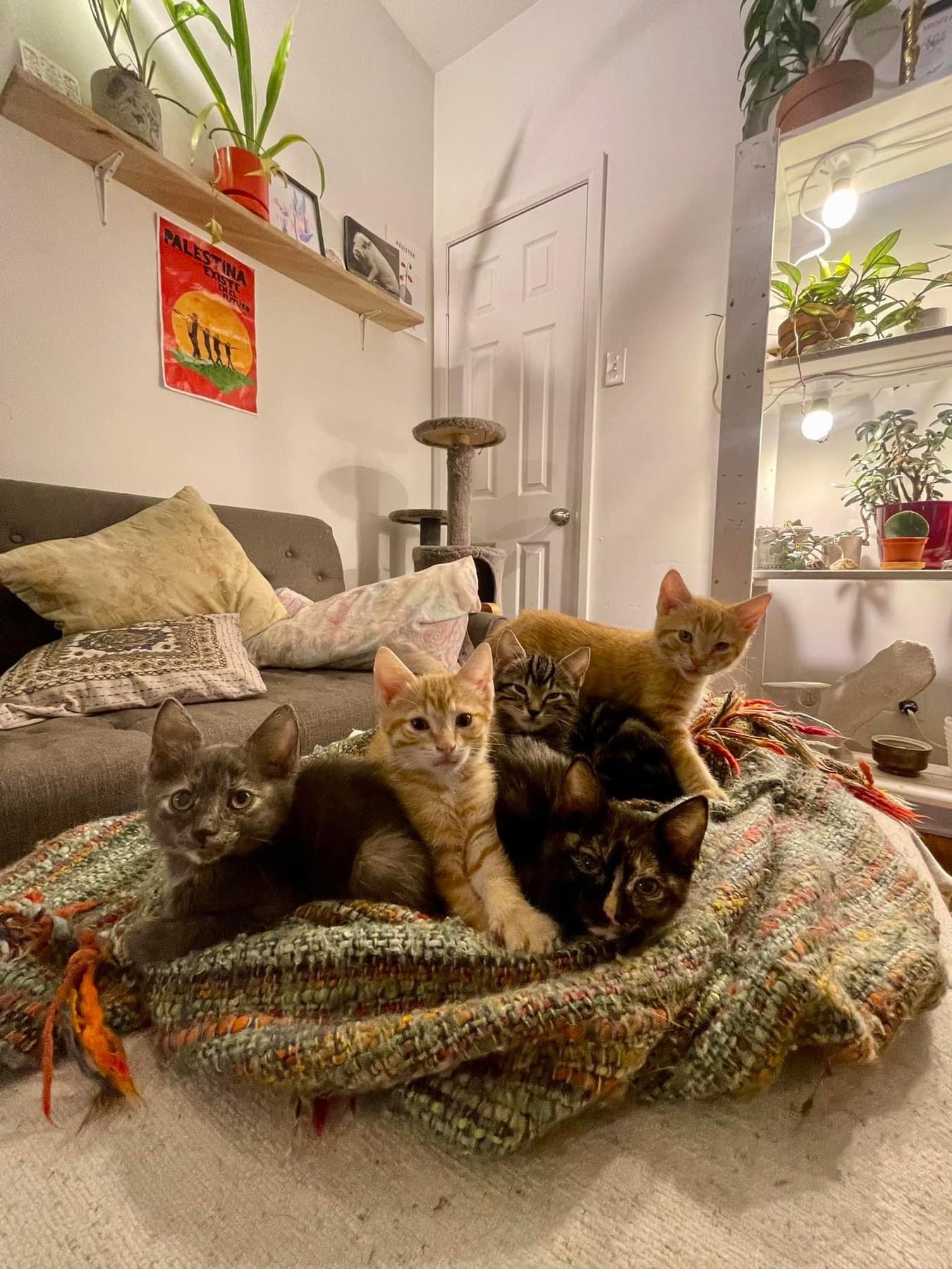 Chatons par deux