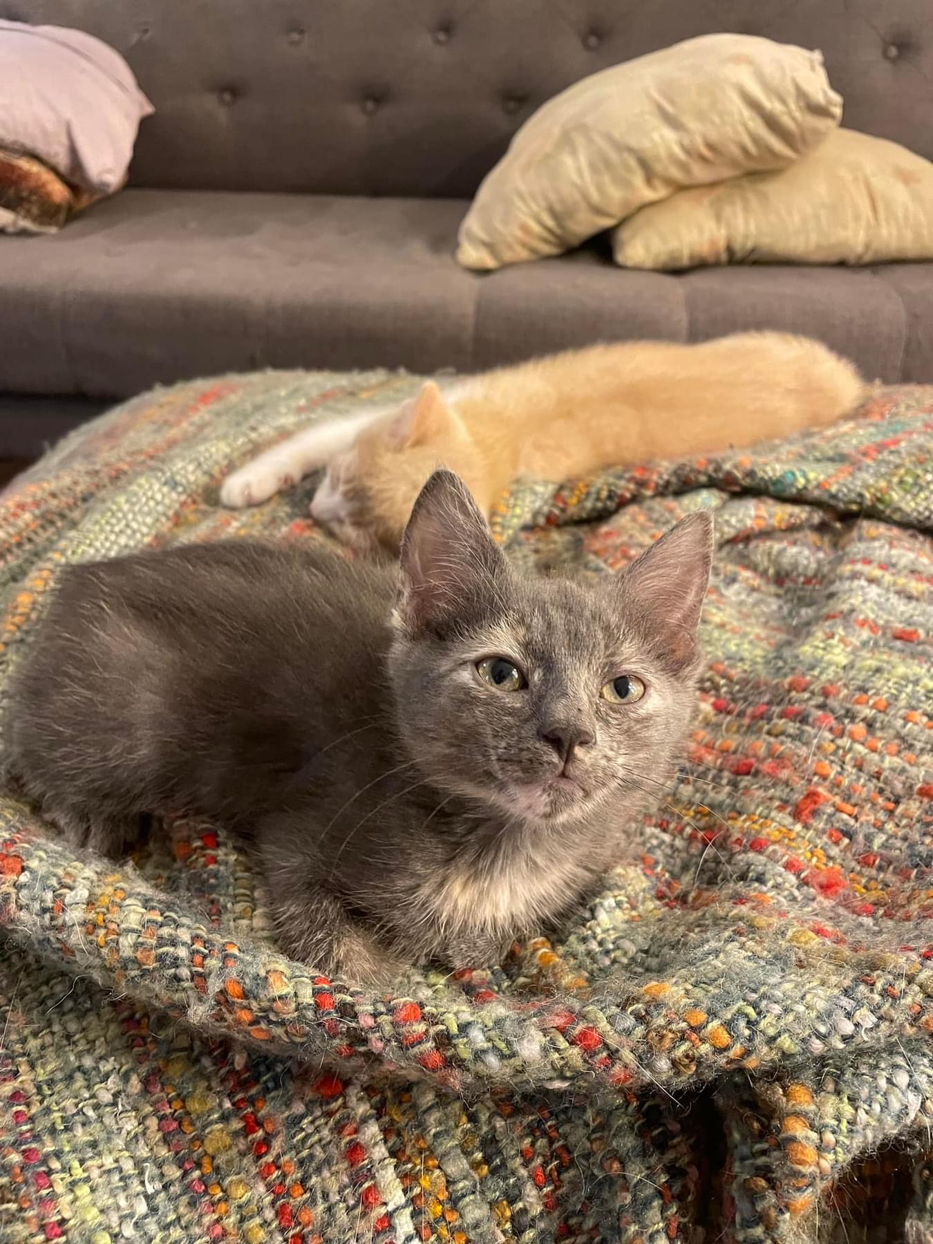 Enlarge Chatons par deux, a Adoptable Domestic Short Hair in Westmount, QC image 3/6