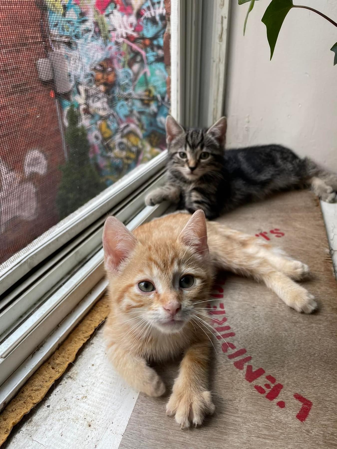 Chatons par deux