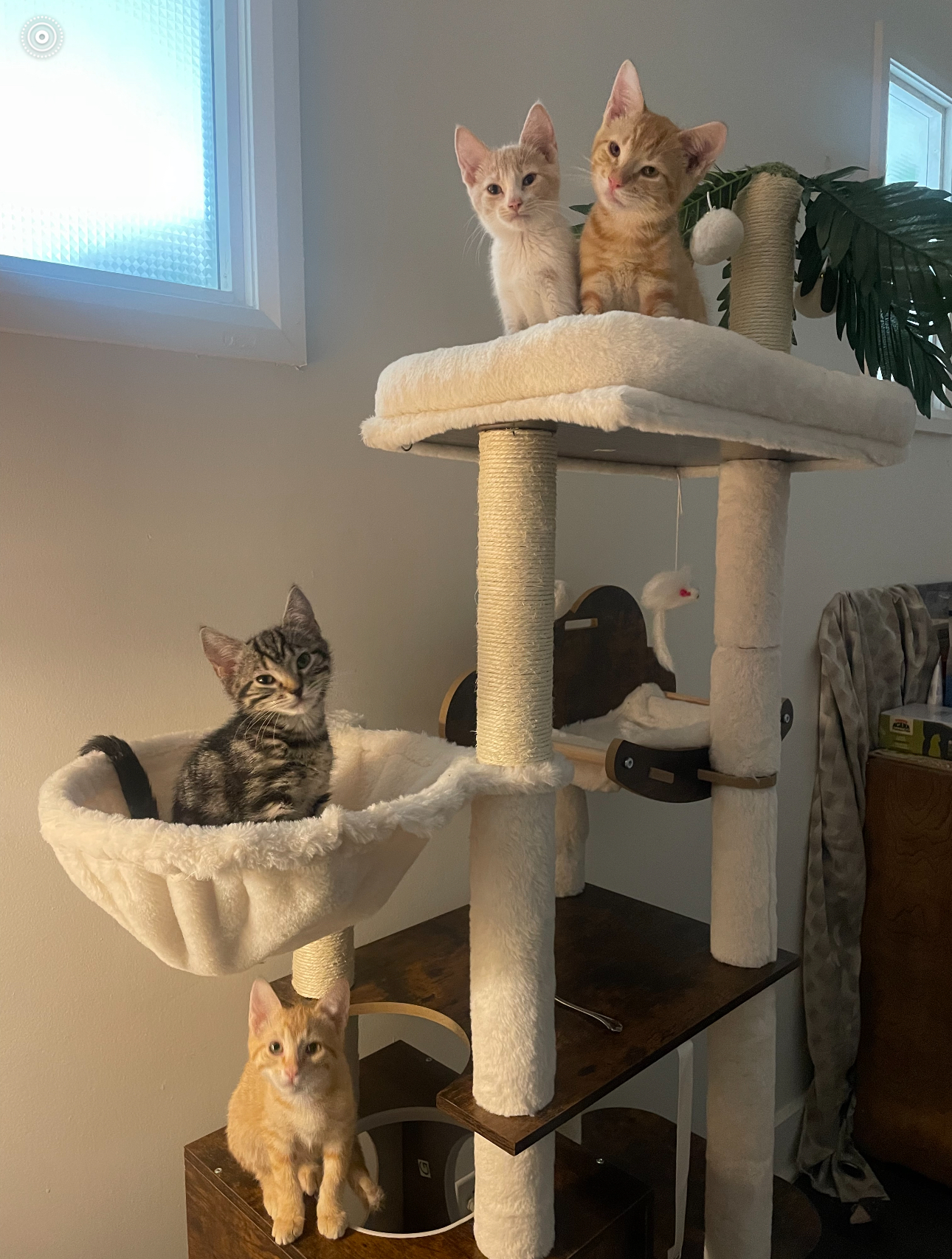 Chatons par deux