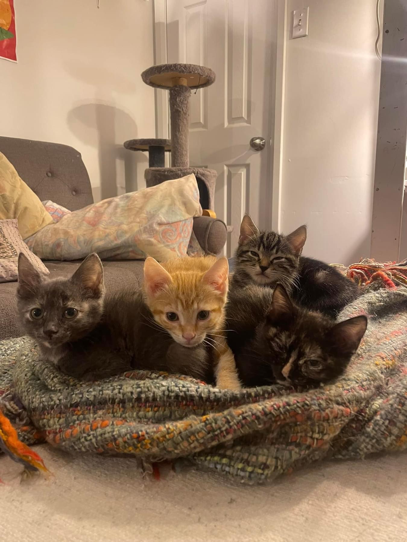 Chatons par deux