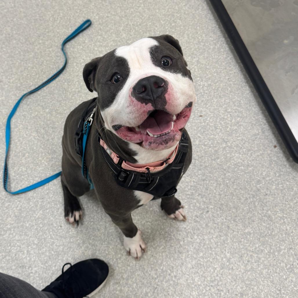 Enlarge Thor, a Adoptable Pit Bull Terrier in Novelty, OH image 1/2