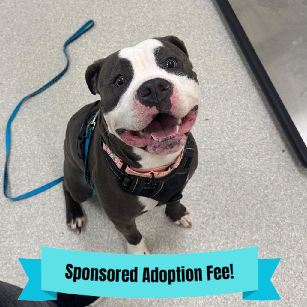 Enlarge Thor, a Adoptable Pit Bull Terrier in Novelty, OH image 2/2