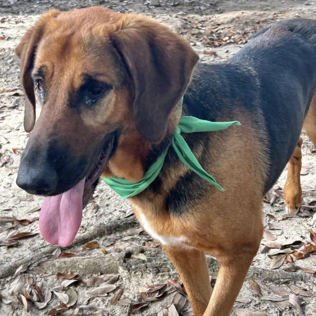 Fancy, Adoptable, Adult Female Mixed Breed.